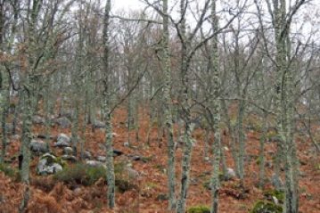 Candelario